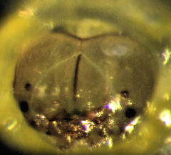 Peristoreus flavitarsis