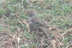Zonotrichia leucophrys