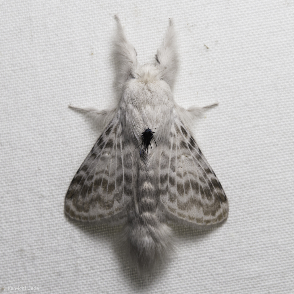Apotolype blanchardi