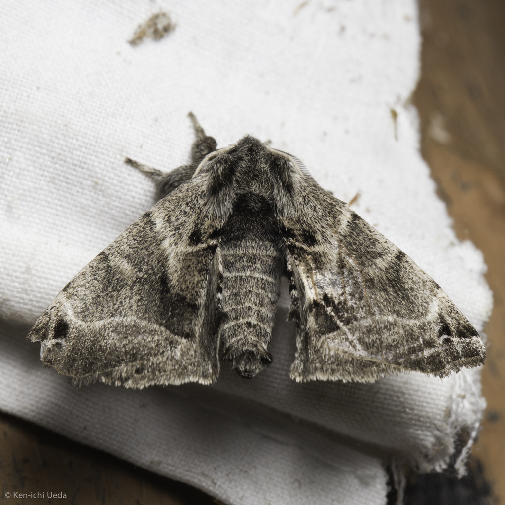 Lined Apatelodes