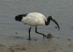 Sacred Ibis photo 4