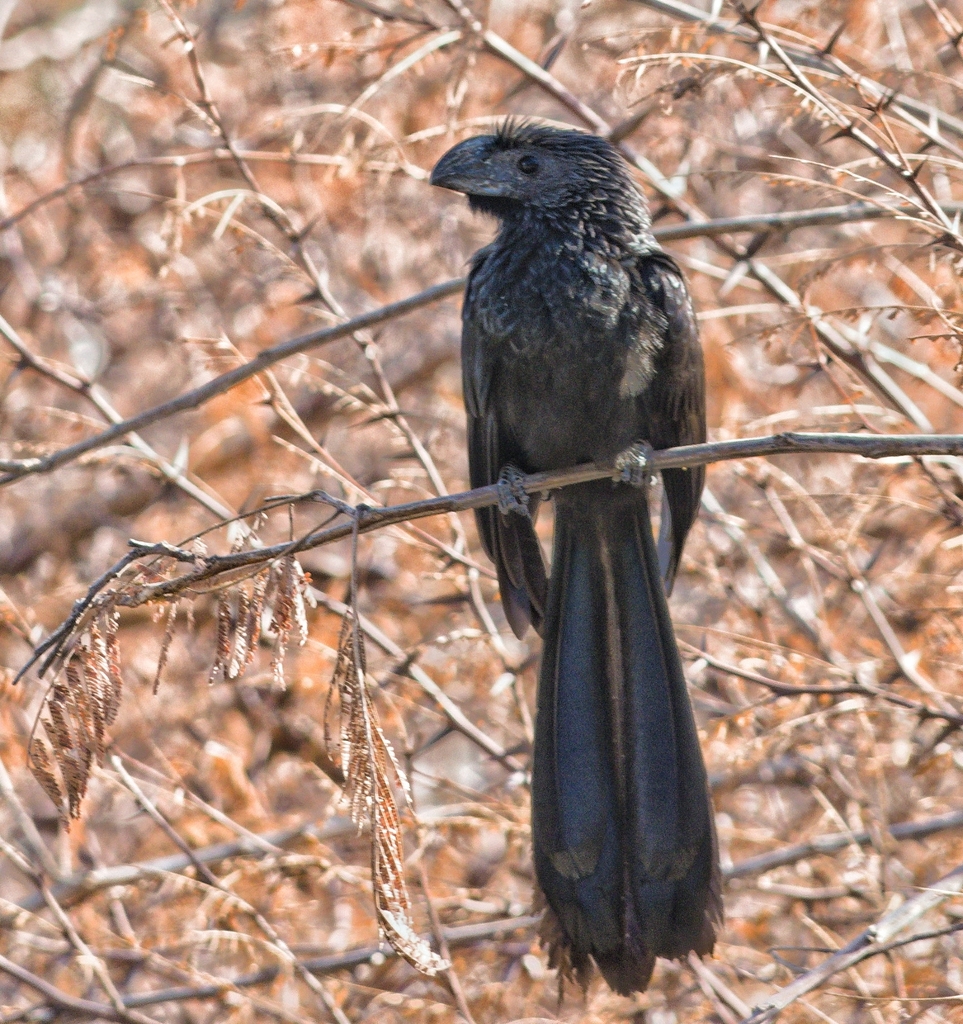 Groove-billed Ani