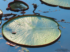 Victoria amazonica