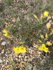 Oenothera hartwegii