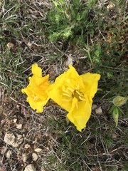 Oenothera hartwegii