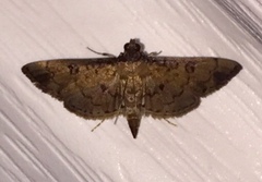 Nacoleia charesalis