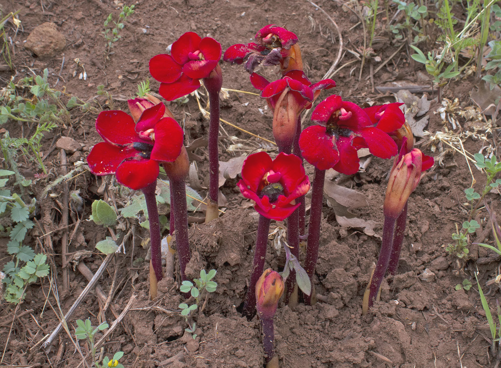 Phelypaea coccinea