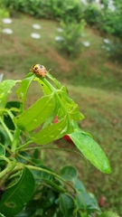 Podontia affinis