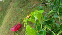 Podontia affinis