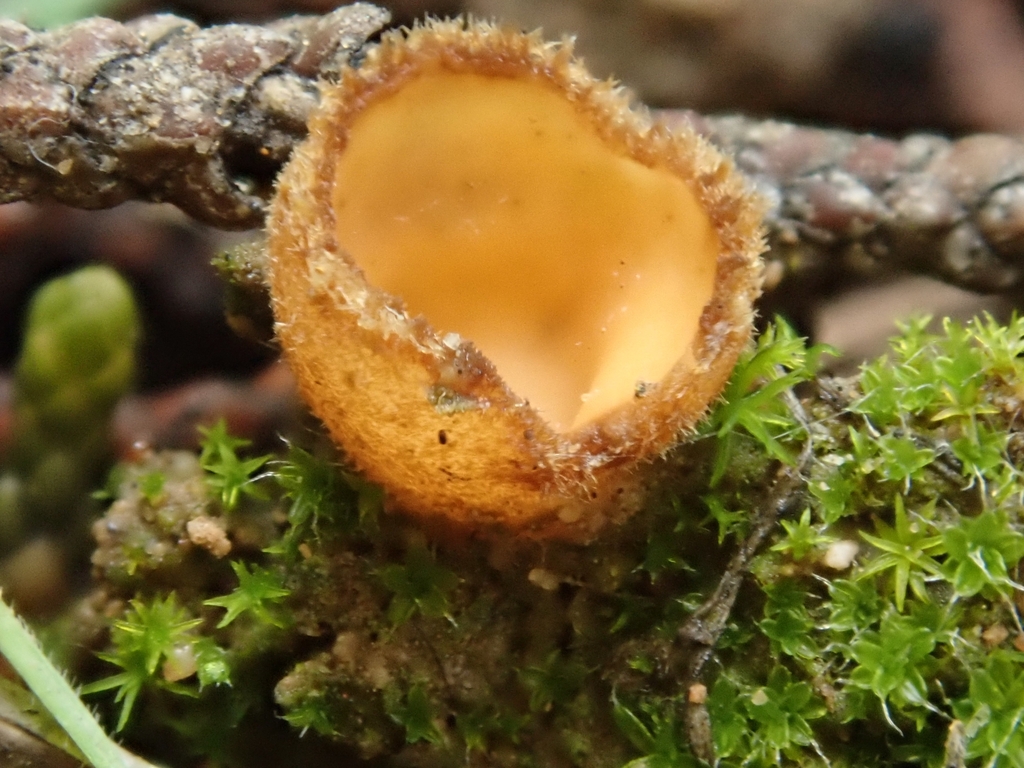 Pseudotricharina sp. 'CA01'