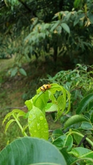 Podontia affinis