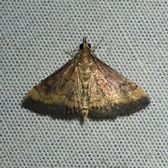 Pyrausta rubricalis