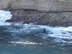 Arctocephalus