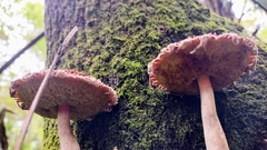 Boletellus ananas image