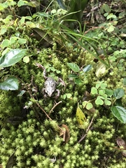 Pristimantis elegans