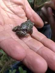 Pristimantis elegans