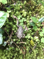 Pristimantis elegans