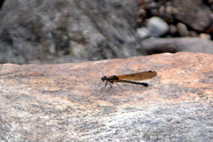 Chlorocyphidae