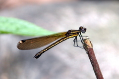 Chlorocyphidae