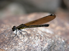 Chlorocyphidae