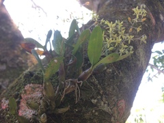 Epidendrum avicula