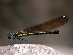 Chlorocyphidae