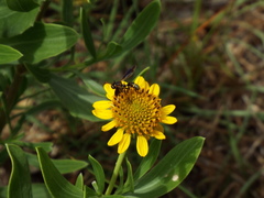 Physocephala sagittaria