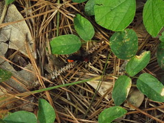 Psorthaspis sanguinea