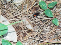 Psorthaspis sanguinea