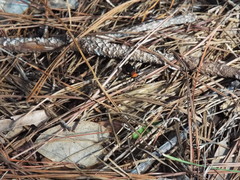Psorthaspis sanguinea