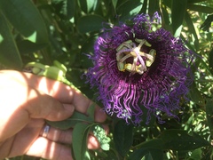 Passiflora cincinnata