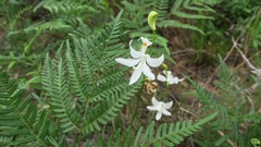 Calopogon tuberosus tuberosus