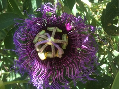 Passiflora cincinnata