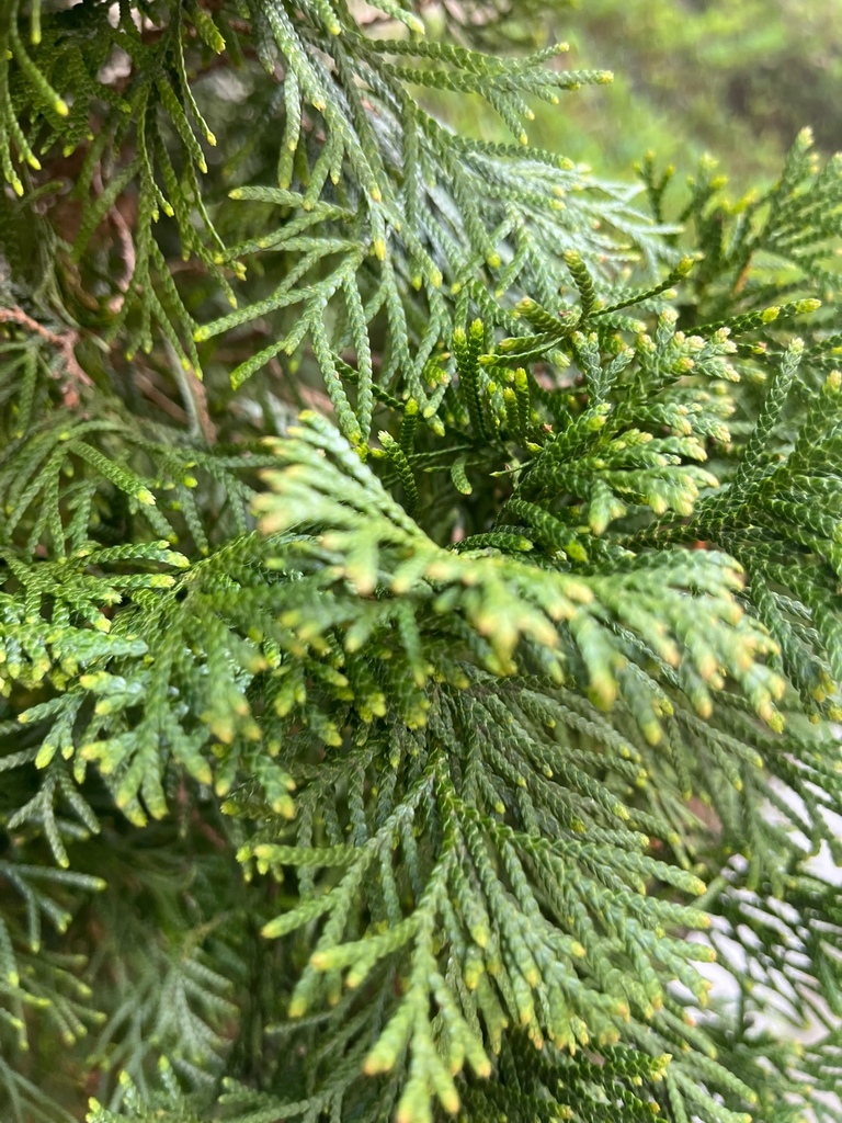 northern whitecedar from Midtown, Atlanta, GA, USA on March 06, 2023 at ...