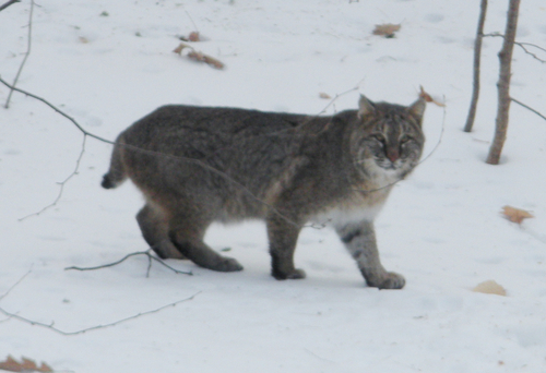 Bobcat photographed in Maine