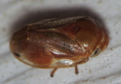 Clastoptera testacea