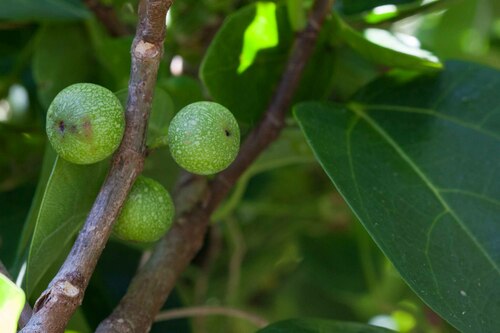 Ficus scabra observed 2009-09-22