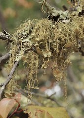 Usnea intermedia