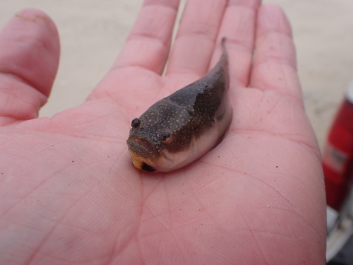 Southern stargazer (Astroscopus y-graecum) — Uranoscopidae — 2