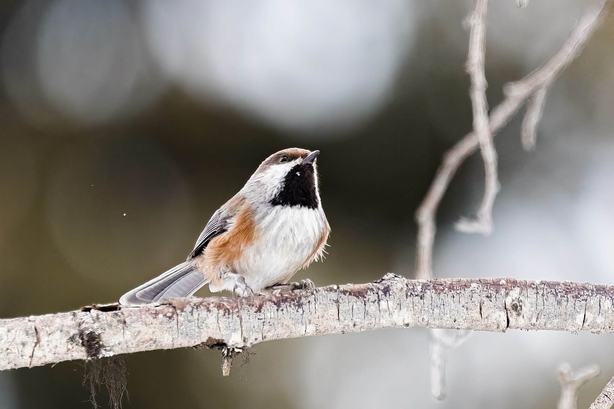 Boreal Chickadee illustration