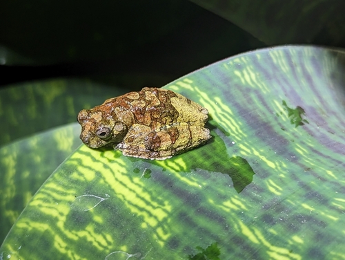 Marbled Toad, Dendropsophus marmoratus