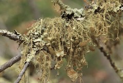 Usnea intermedia