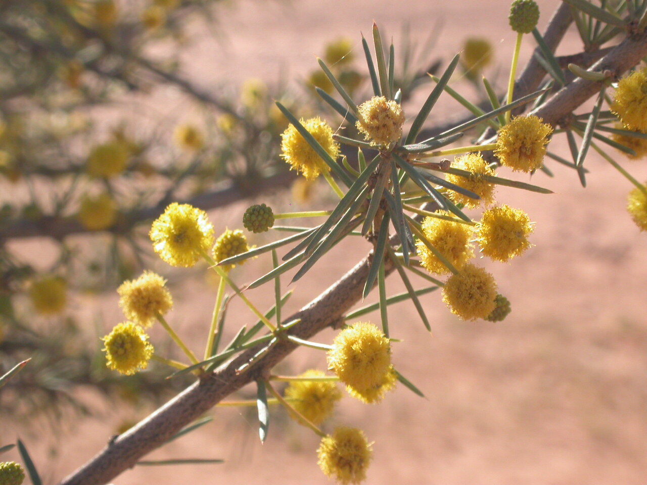 Acacia tetragonophylla