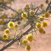 Acacia tetragonophylla - Photo (c) Jon Luly, μερικά δικαιώματα διατηρούνται (CC BY-NC), uploaded by Jon Luly