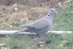 Streptopelia decaocto