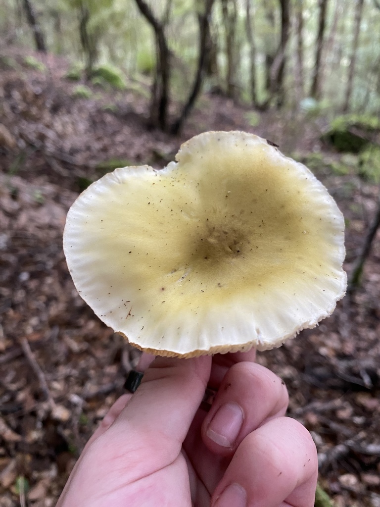 Tricholoma viridiolivaceum from East Harbour Regional Park, Lower Hutt ...