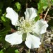 Rubus trivialis - Photo (c) sehnature, μερικά δικαιώματα διατηρούνται (CC BY-NC)