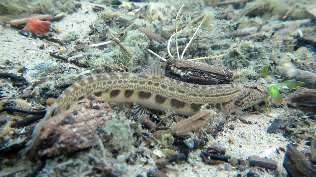 Spine loach (Cobitis taenia) — Cobitidae