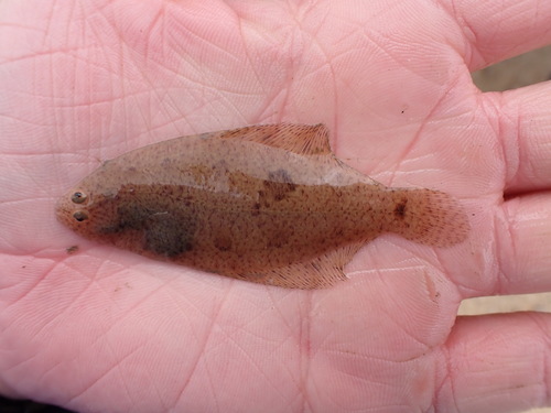Bay whiff (Citharichthys spilopterus) — Paralichthyidae — 2