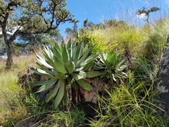 Agave maximiliana